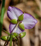 Grassleaf roseling